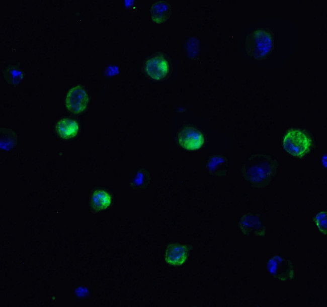 ATF6 Antibody in Immunocytochemistry (ICC/IF)