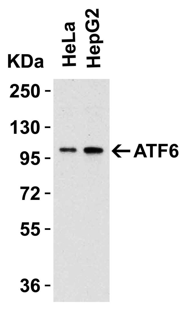 ATF6 Antibody in Western Blot (WB)