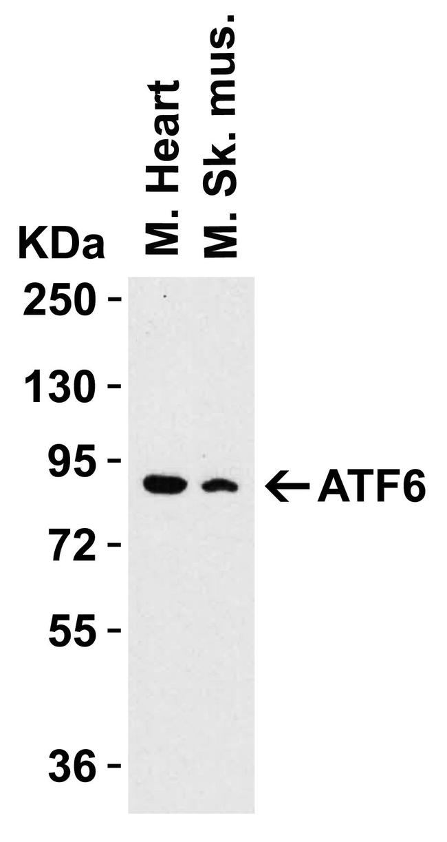 ATF6 Antibody in Western Blot (WB)