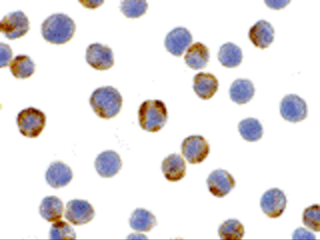 XBP1 Antibody in Immunocytochemistry (ICC/IF)