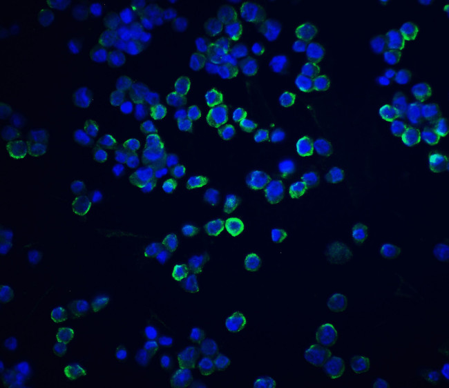 XBP1 Antibody in Immunocytochemistry (ICC/IF)