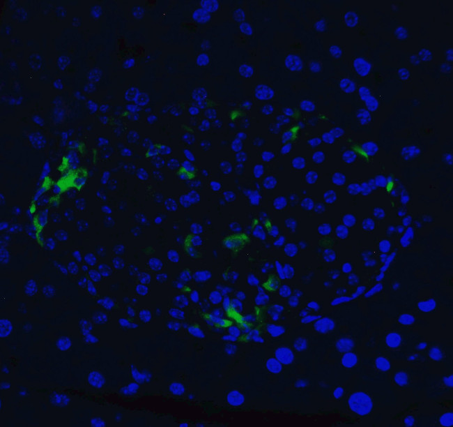 XBP1 Antibody in Immunohistochemistry (PFA fixed) (IHC (PFA))