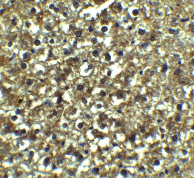 XBP1 Antibody in Immunohistochemistry (Paraffin) (IHC (P))