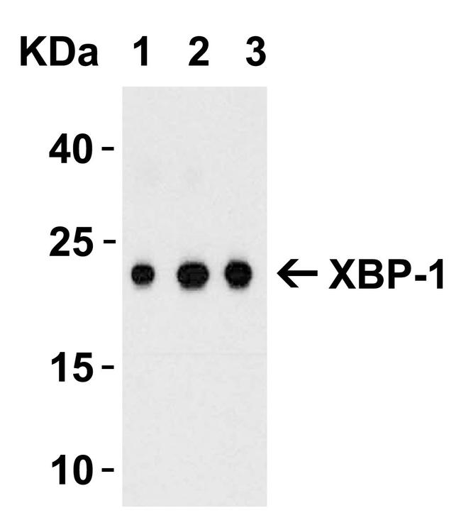 XBP1 Antibody in Western Blot (WB)