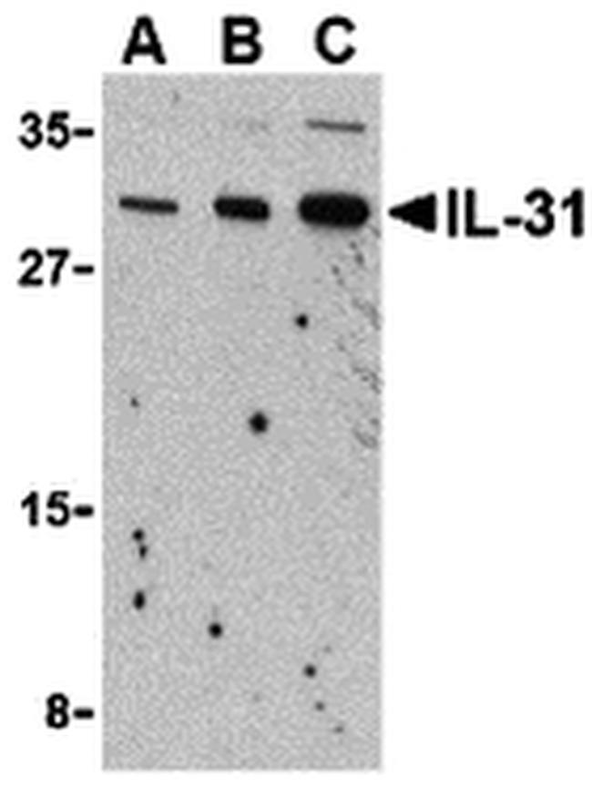 IL-31 Antibody in Western Blot (WB)