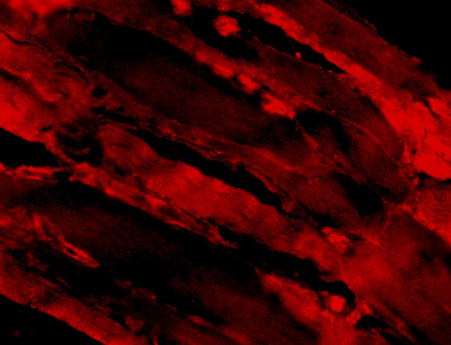 IL-31 Antibody in Immunocytochemistry (ICC/IF)