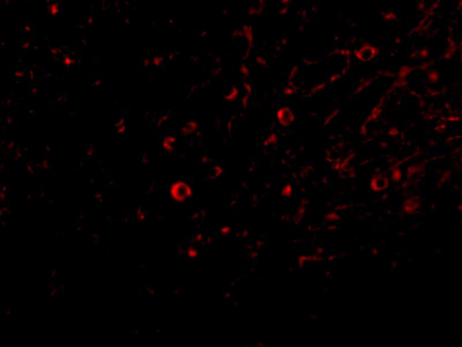 IL-32 Antibody in Immunocytochemistry (ICC/IF)