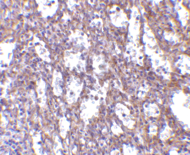 IL-32 Antibody in Immunohistochemistry (Paraffin) (IHC (P))