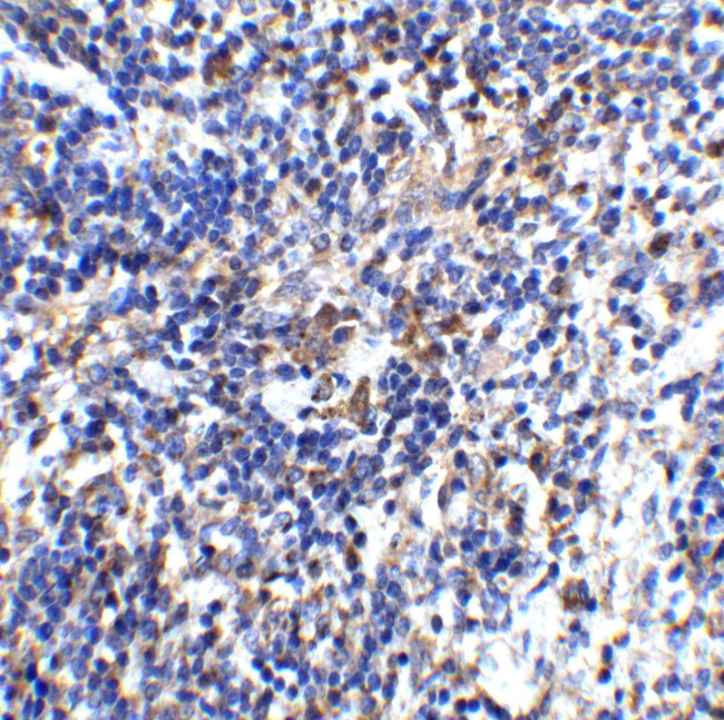 IL-32 Antibody in Immunohistochemistry (Paraffin) (IHC (P))