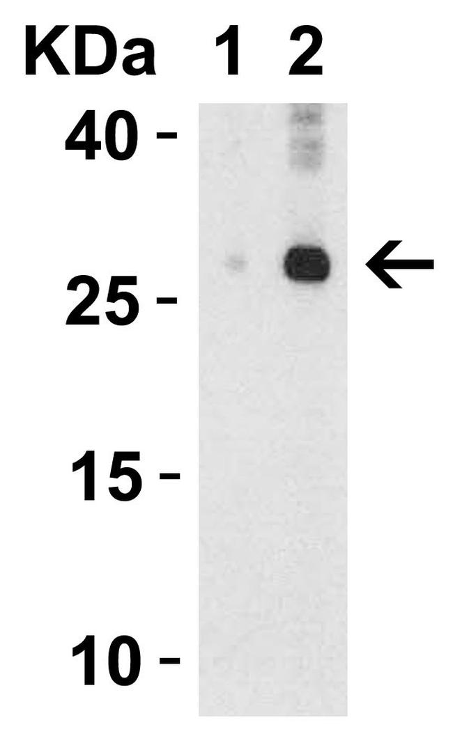 IL-32 Antibody in Western Blot (WB)