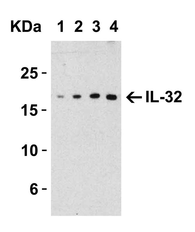 IL-32 Antibody in Western Blot (WB)