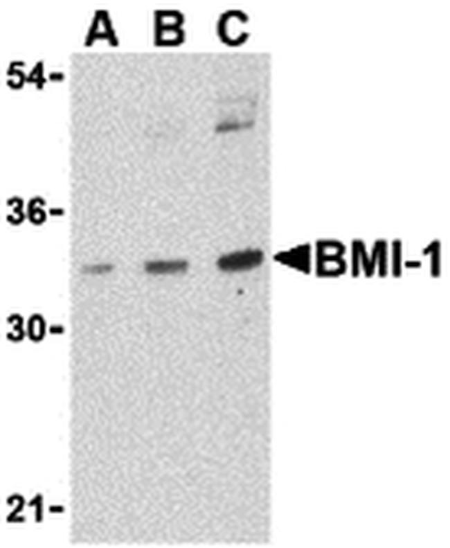 BMI-1 Antibody in Western Blot (WB)