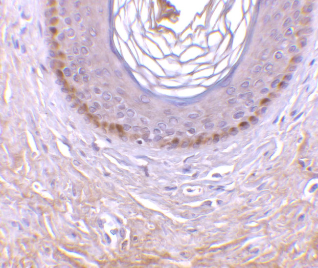 EDA2R Antibody in Immunohistochemistry (IHC)