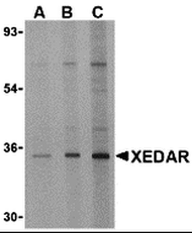 EDA2R Antibody in Western Blot (WB)