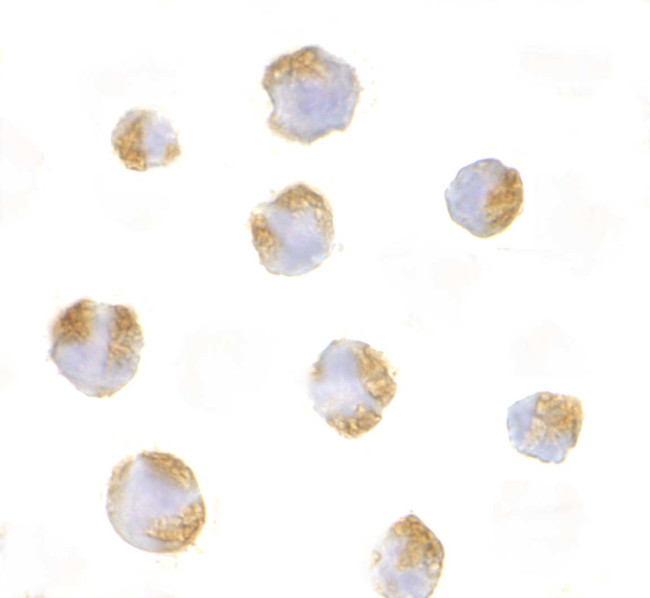 TNFRSF14 Antibody in Immunocytochemistry (ICC/IF)