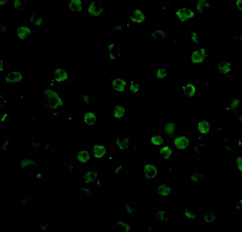 TNFRSF14 Antibody in Immunocytochemistry (ICC/IF)