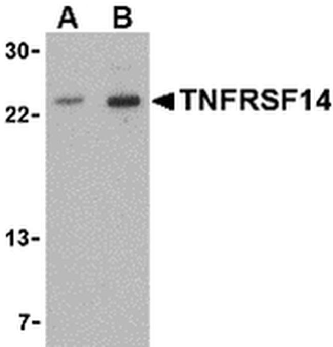 TNFRSF14 Antibody in Western Blot (WB)