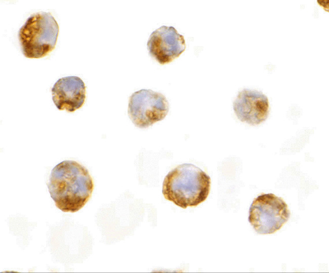 IL-23 p19 Antibody in Immunocytochemistry (ICC/IF)