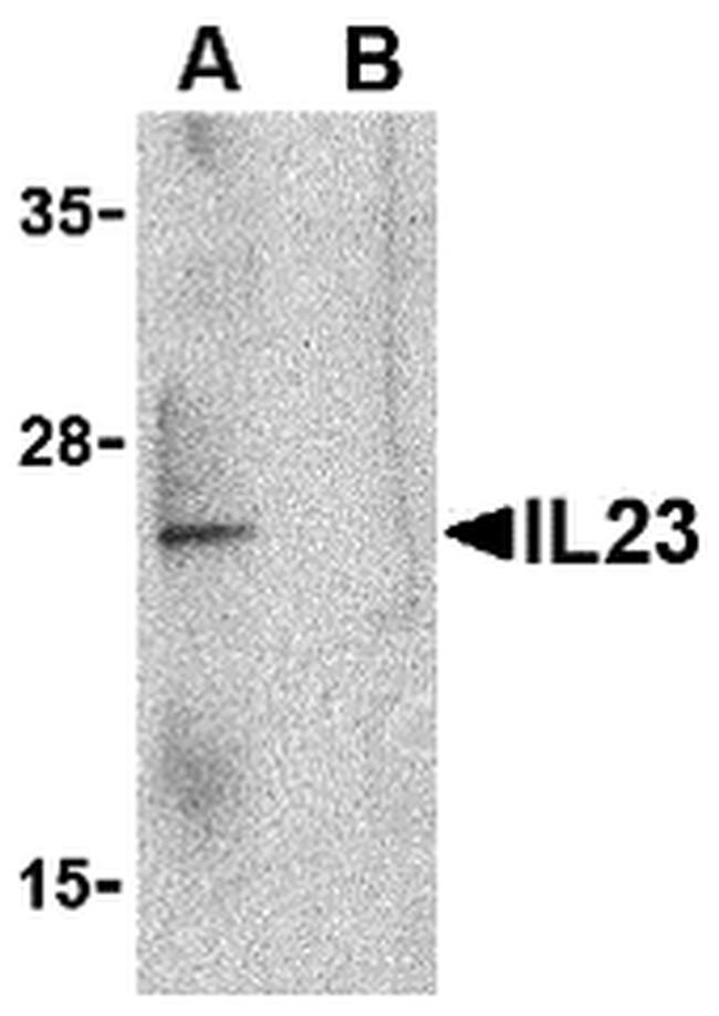 IL-23 p19 Antibody in Western Blot (WB)