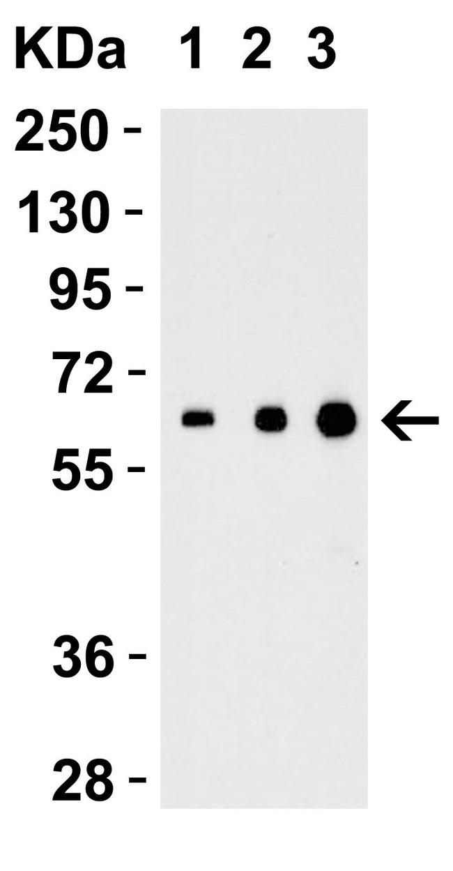 IL-27 p28 Antibody in Western Blot (WB)