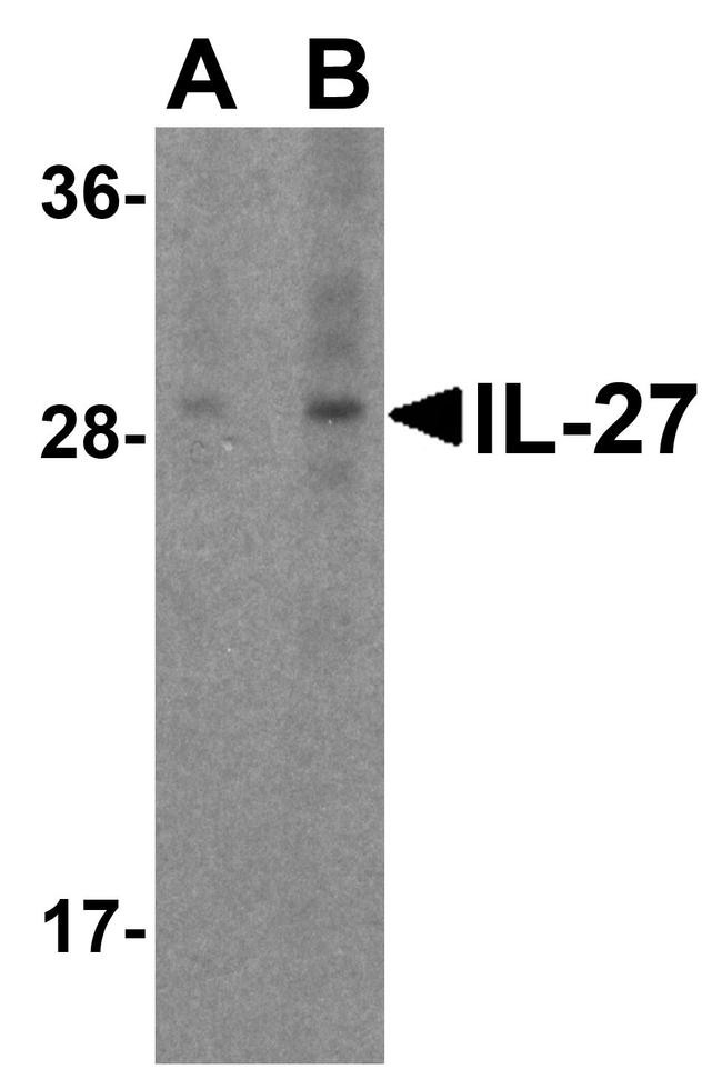 IL-27 p28 Antibody in Western Blot (WB)