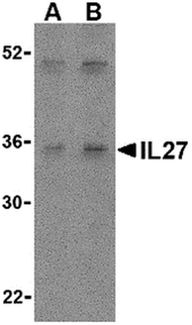IL-27 p28 Antibody in Western Blot (WB)