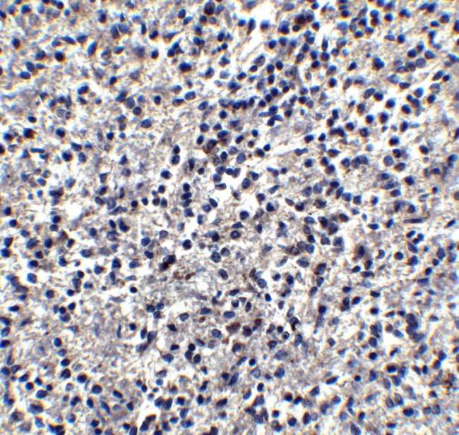 TIMD4 Antibody in Immunohistochemistry (IHC)