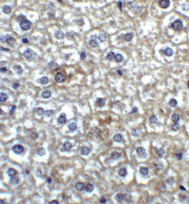 TIMD4 Antibody in Immunohistochemistry (IHC)