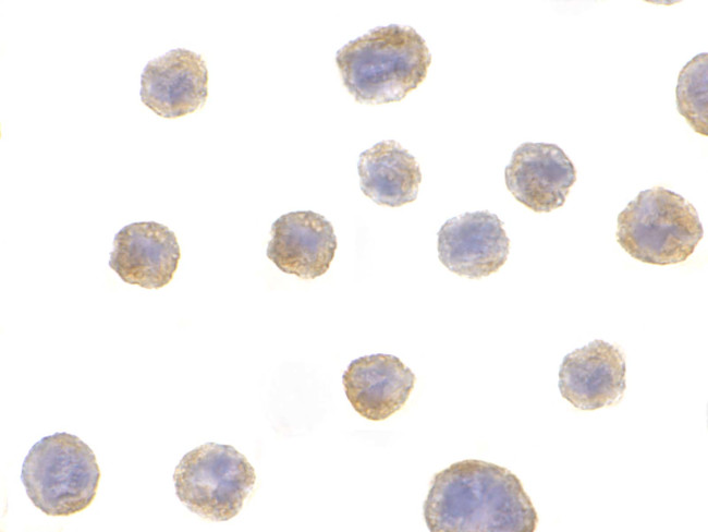 Bif1 Antibody in Immunocytochemistry (ICC/IF)