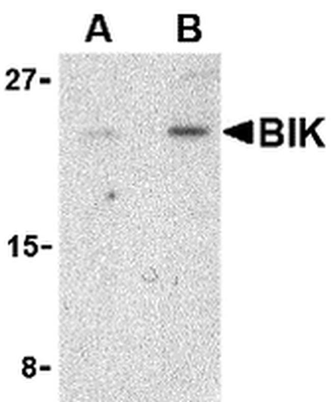 BIK Antibody in Western Blot (WB)