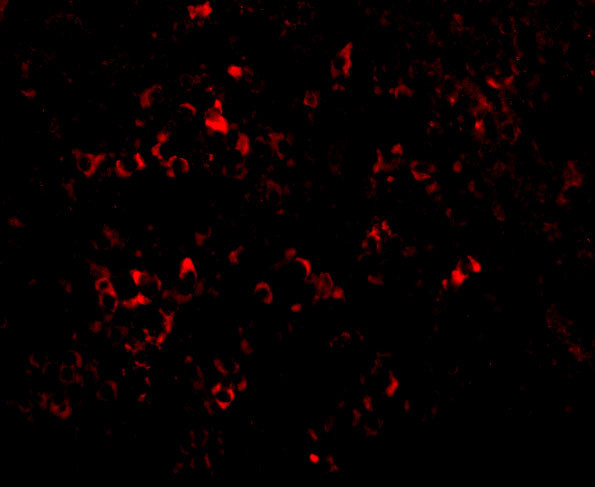 PAK2 Antibody in Immunohistochemistry (PFA fixed) (IHC (PFA))