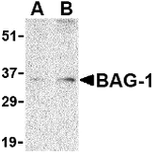 BAG1 Antibody in Western Blot (WB)