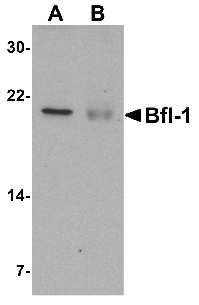 BCL2A1 Antibody in Western Blot (WB)