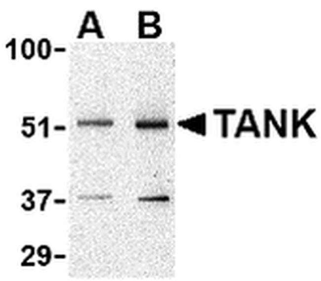TANK Antibody in Western Blot (WB)