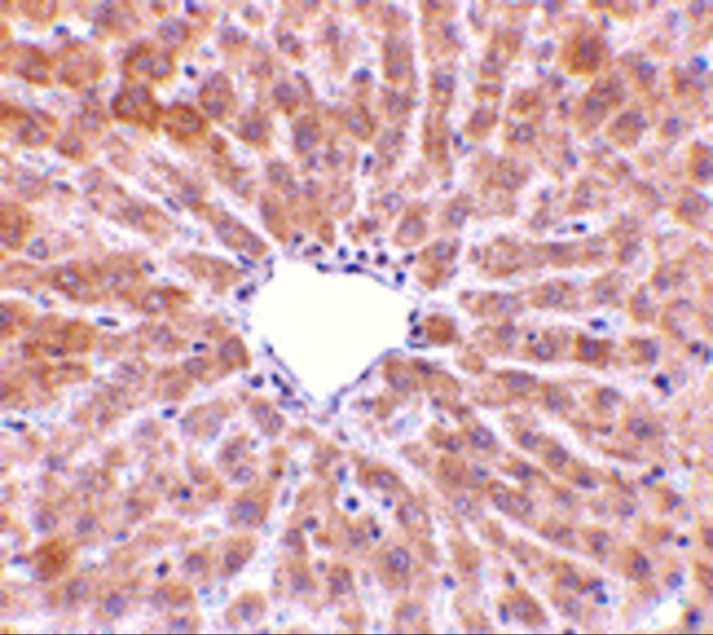 TIP47 Antibody in Immunohistochemistry (Paraffin) (IHC (P))