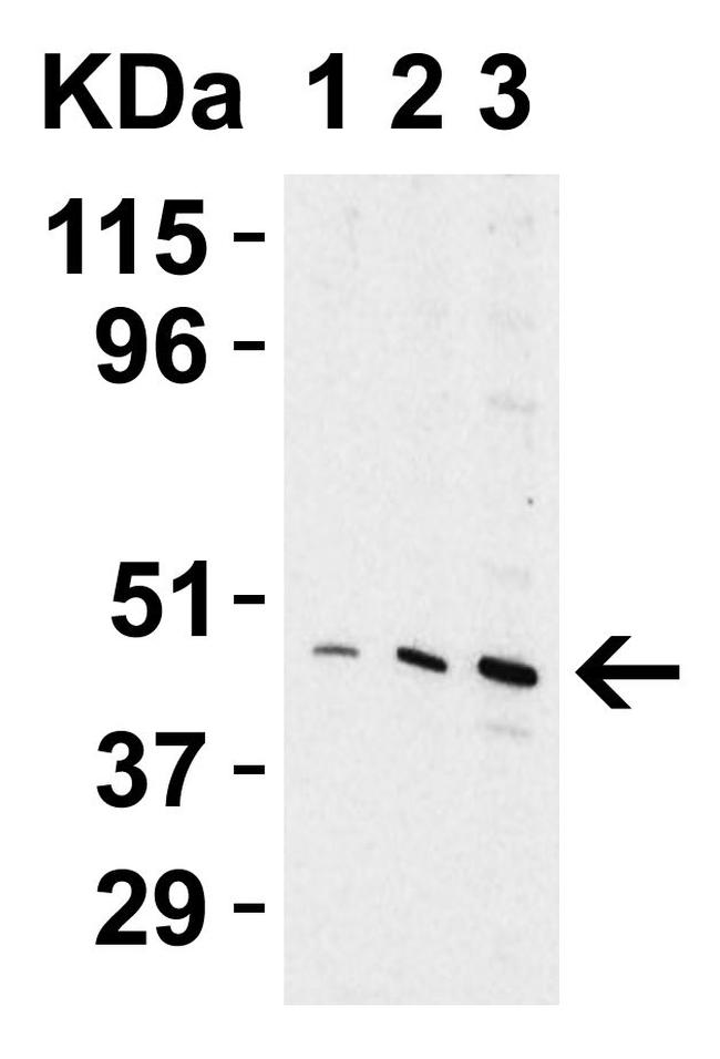 TIP47 Antibody in Western Blot (WB)