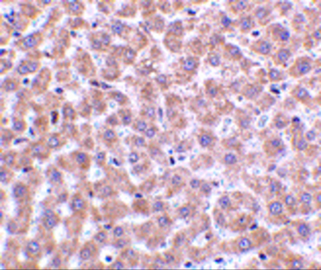 TIP47 Antibody in Immunohistochemistry (Paraffin) (IHC (P))