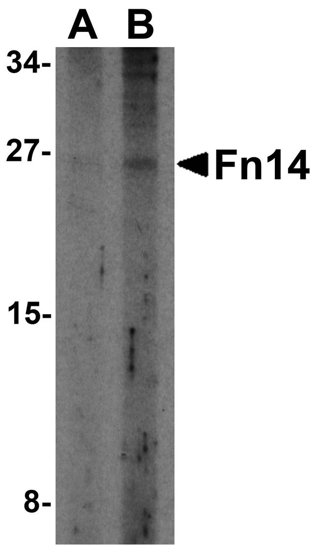 CD266 Antibody in Western Blot (WB)