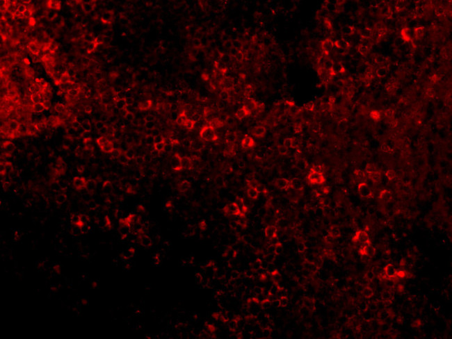 IRF7 Antibody in Immunocytochemistry (ICC/IF)