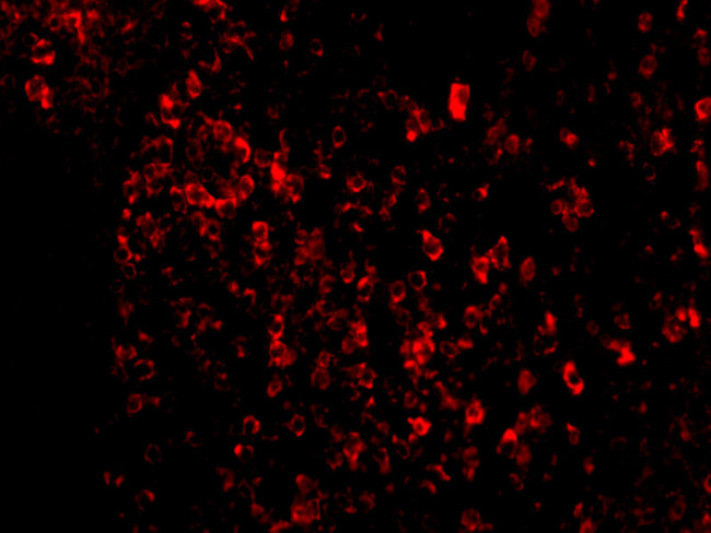 AVEN Antibody in Immunocytochemistry (ICC/IF)