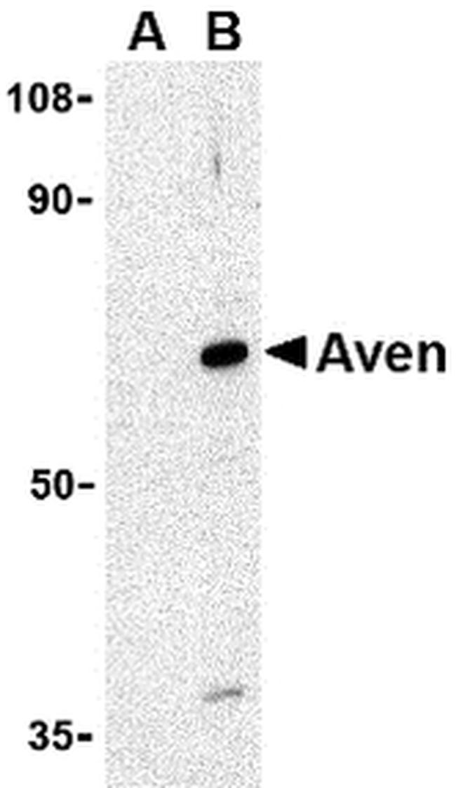 AVEN Antibody in Western Blot (WB)