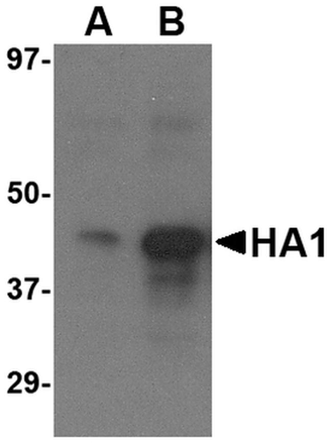 Avian Influenza HA Type 3 Antibody in Western Blot (WB)