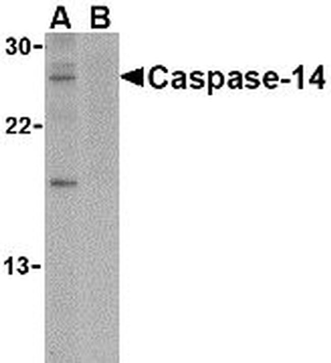 Caspase 14 Antibody in Western Blot (WB)