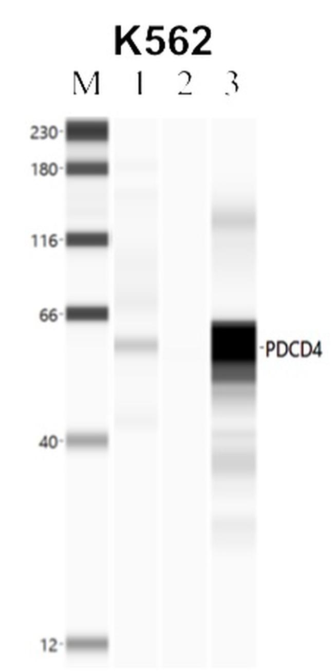 PDCD4 Antibody in RNA Immunoprecipitation (RIP)