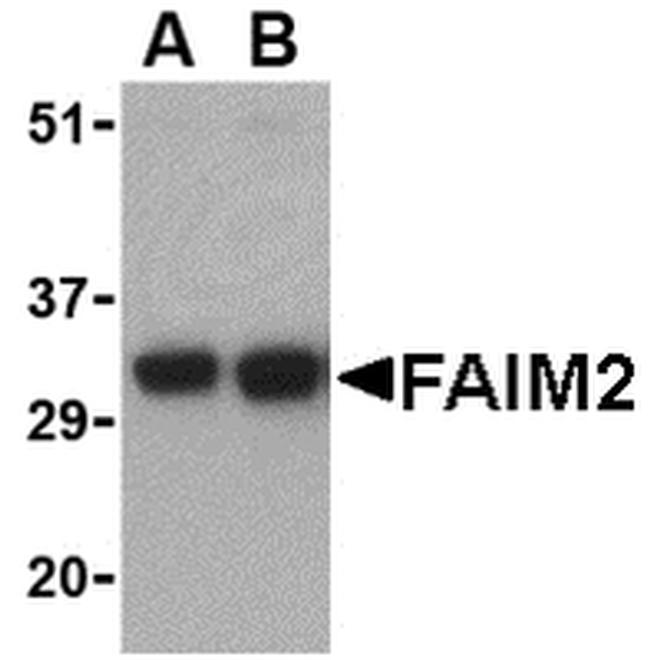 LFG Antibody in Western Blot (WB)