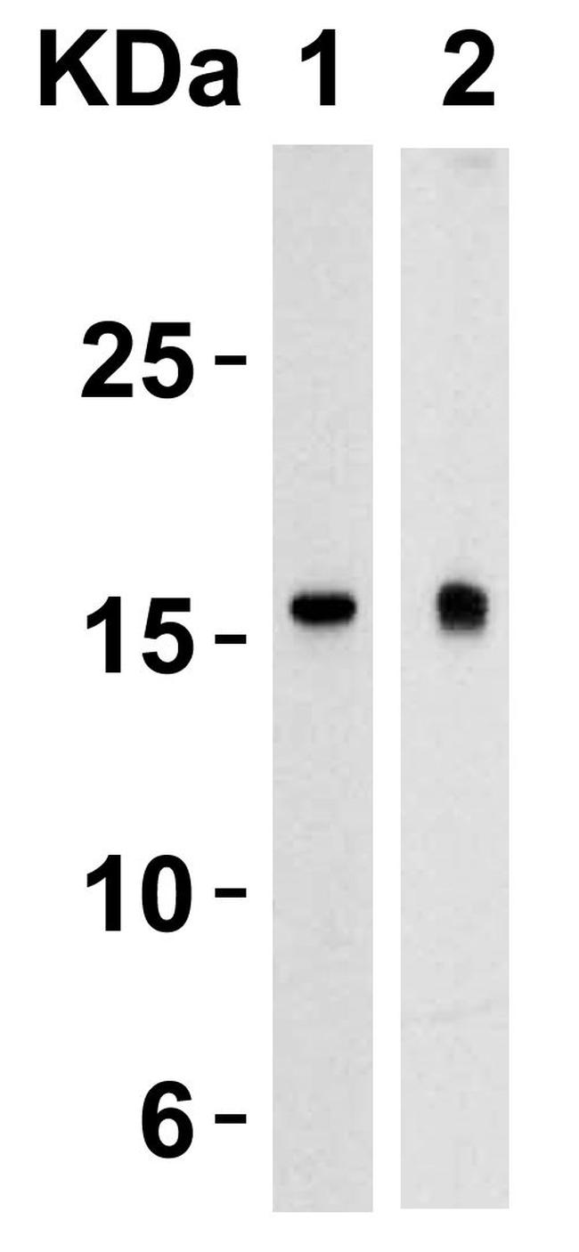 TSLP Antibody in Western Blot (WB)