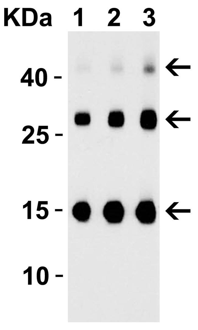 TSLP Antibody in Western Blot (WB)