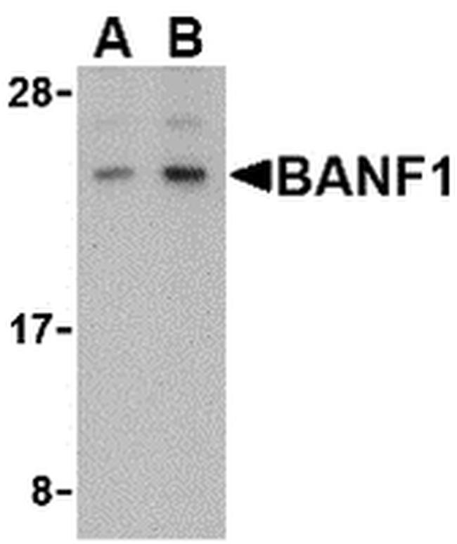 BANF1 Antibody in Western Blot (WB)