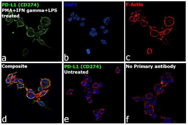 PD-L1 Antibody in Immunocytochemistry (ICC/IF)