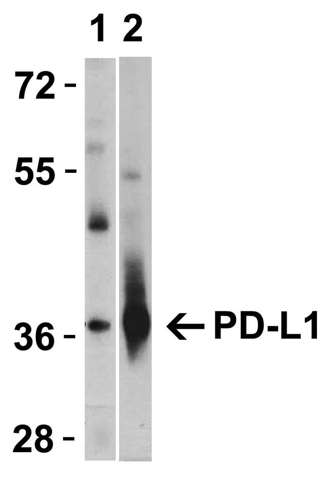 PD-L1 Antibody in Western Blot (WB)